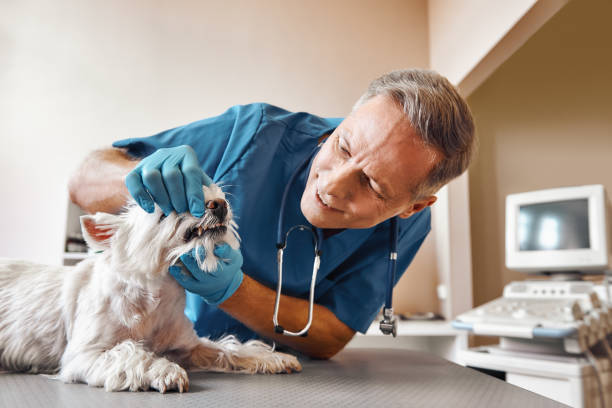 Best Emergency Treatment for Oral Infections in Wanakah, NY